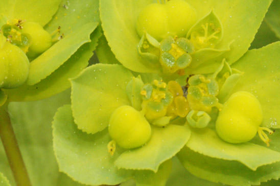 Euphorbe Réveille-matin - Euphorbia helioscopia subsp. helioscopia