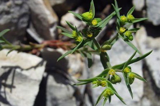 Euphorbe sillonée - Euphorbia sulcata 