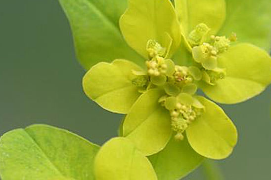 Euphorbe verruqueuse - Euphorbia flavicoma subsp. verrucosa