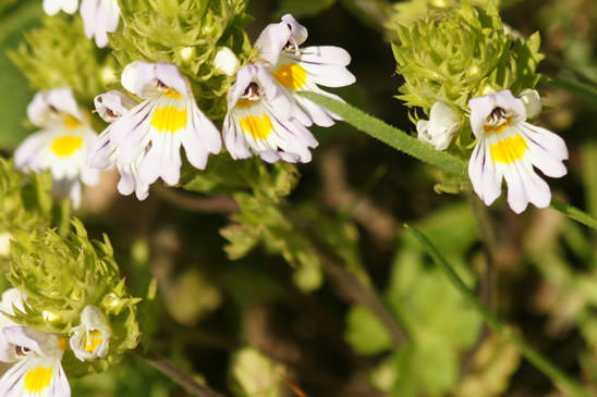 Euphraise de Rostkov - Euphrasia officinalis subsp. rostkoviana