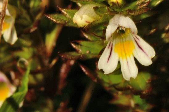 Euphraise de Salzbourg - Euphrasia salisburgensis 