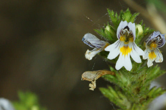 Euphraise hérissée - Euphrasia hirtella 