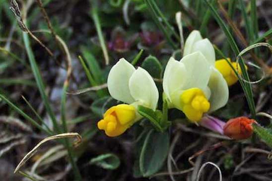 Faux Buis - Polygaloides chamaebuxus 