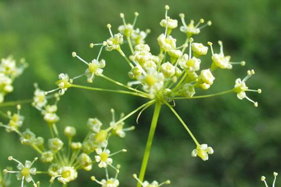 Fenouil de porc - Peucedanum officinale subsp. officinale