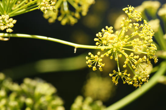 Férule commune - Ferula communis subsp. communis