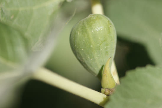 Figuier - Ficus carica 