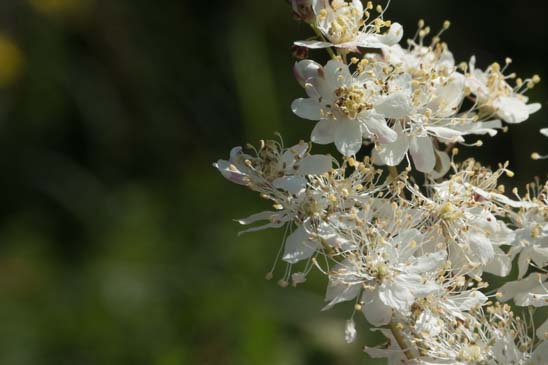 Filipendule commune - Filipendula vulgaris 