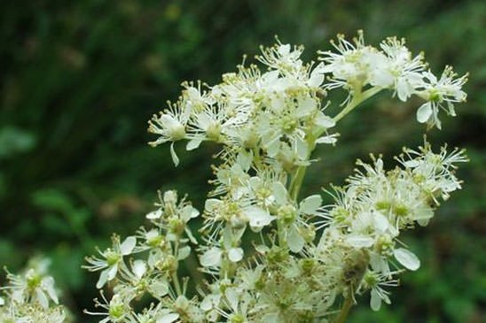 Filipendule Ulmaire - Filipendula ulmaria 