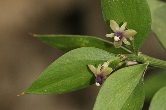 Fragon - Ruscus aculeatus 