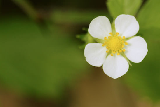 Fraisier des bois - Fragaria vesca 