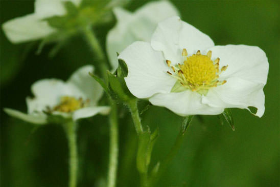 Fraisier musqué - Fragaria moschata 