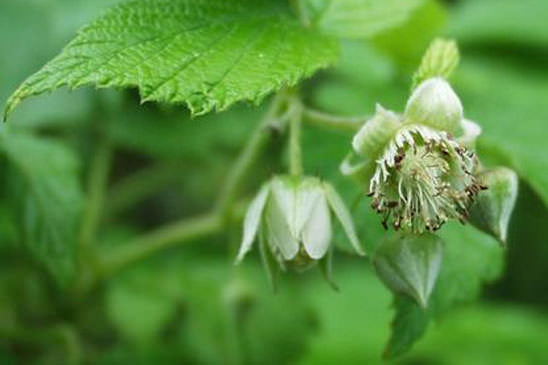 Framboisier - Rubus idaeus subsp. idaeus