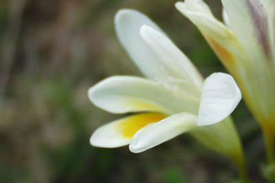 Freesia blanc - Freesia alba 