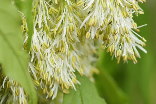 Frêne à fleurs - Fraxinus ornus subsp. ornus