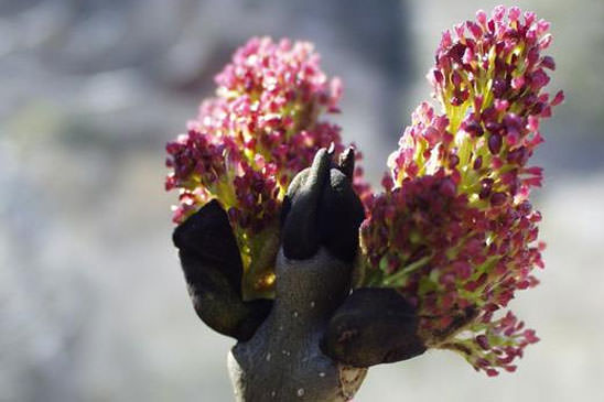 Frêne commun - Fraxinus excelsior 