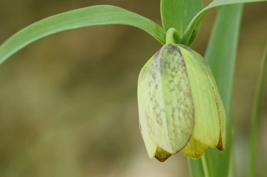 Fritillaire à involucre - Fritillaria involucrata 