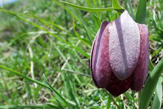 Fritillaire du Dauphiné - Fritillaria tubiformis 