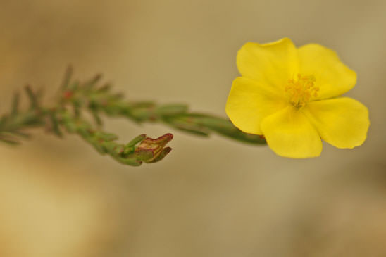 Fumana couché - Fumana procumbens 