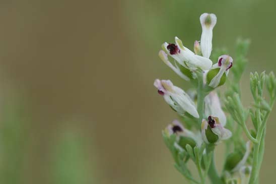 Fumeterre à petites fleurs - Fumaria parviflora 