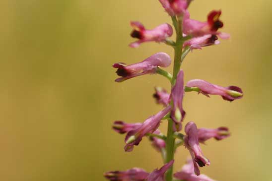 Fumeterre officinale - Fumaria officinalis 