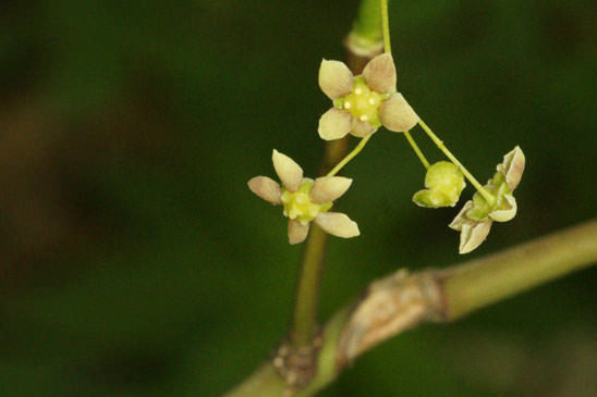 Fusain à larges feuilles - Euonymus latifolius 