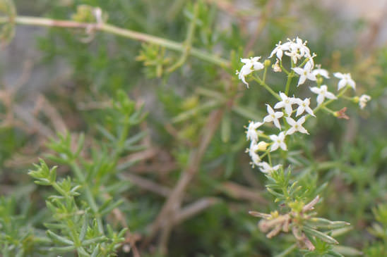 Gaillet à feuilles d'Asperge - Galium corrudifolium 