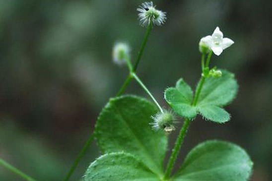 Gaillet à feuilles rondes - Galium rotundifolium 