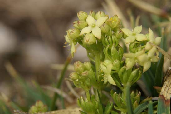 Gaillet à feuilles inégales - Galium anisophyllon 