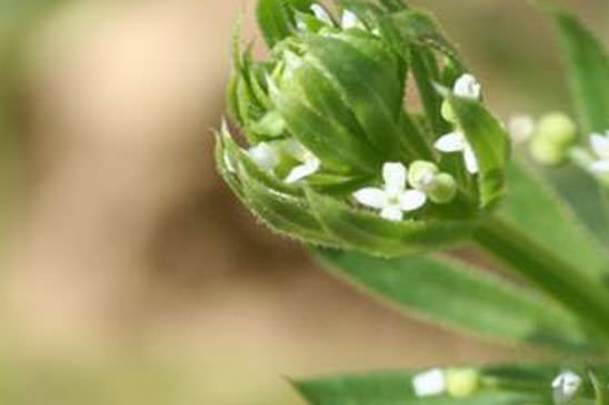 Gaillet à trois cornes - Galium tricornutum 