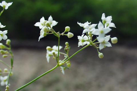 Gaillet aristé - Galium aristatum 