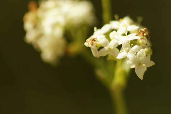 Gaillet boréal - Galium boreale 