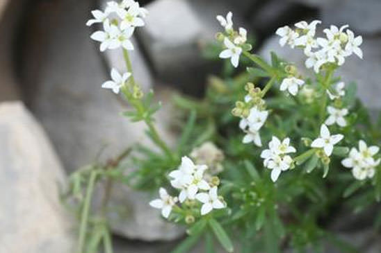 Gaillet de Villars - Galium saxosum 