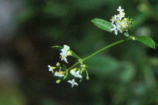 Gaillet des bois - Galium sylvaticum 