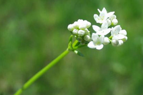 Gaillet des marais - Galium palustre 