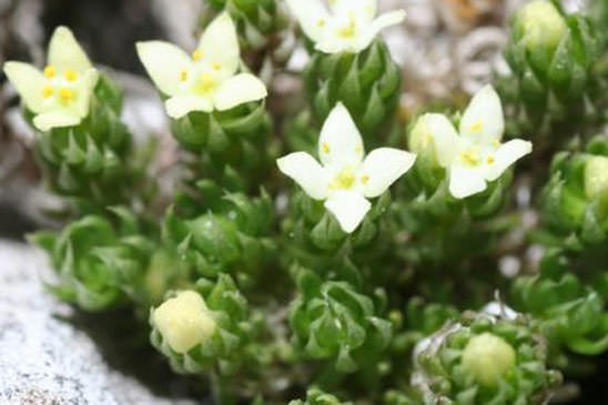 Gaillet des Pyrénées - Galium pyrenaicum 