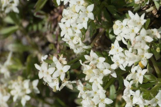 Gaillet des rochers - Galium saxatile 