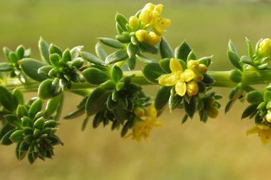 Gaillet des sables - Galium arenarium 