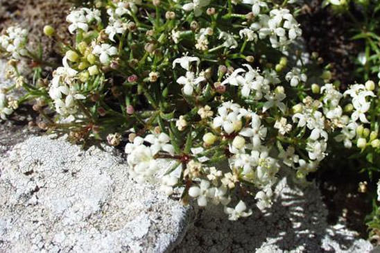 Gaillet fluet - Galium pusillum 