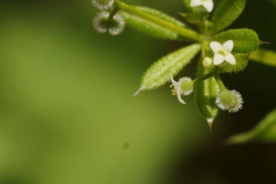 Gaillet Gratteron - Galium aparine 