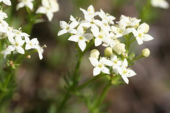 Gaillet luisant - Galium lucidum 