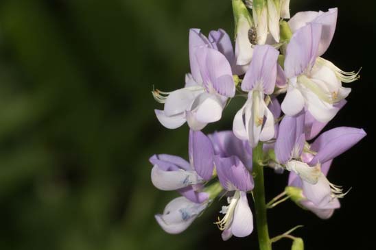 Galéga officinal - Galega officinalis 