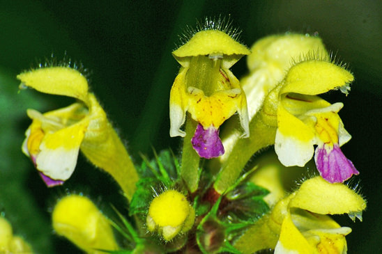 Galéopsis orné - Galeopsis speciosa 