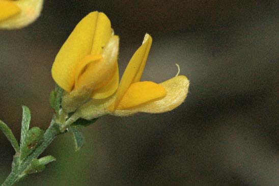 Genêt cendré - Genista cinerea 