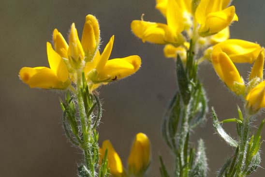 Genêt d'Espagne - Genista hispanica subsp. hispanica