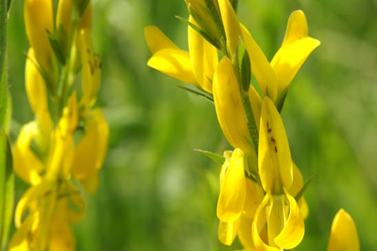 Genêt des teinturiers - Genista tinctoria 