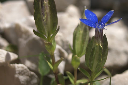 Gentiane à calice renflé - Gentiana utriculosa 