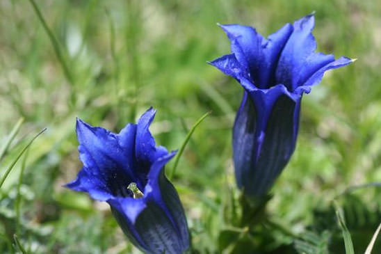 Gentiane à feuilles étroites - Gentiana angustifolia 