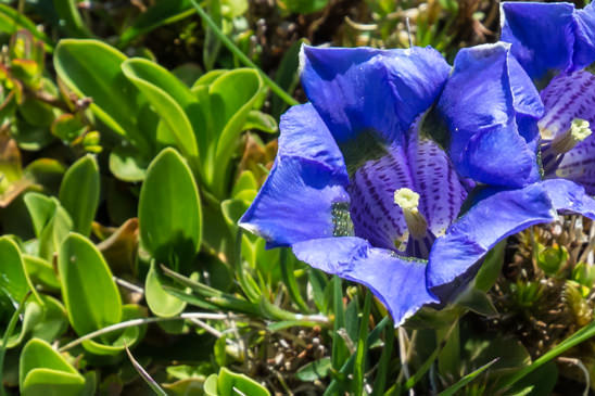 Gentiane acaule - Gentiana acaulis 