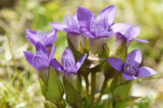 Gentiane champêtre - Gentianella campestris 