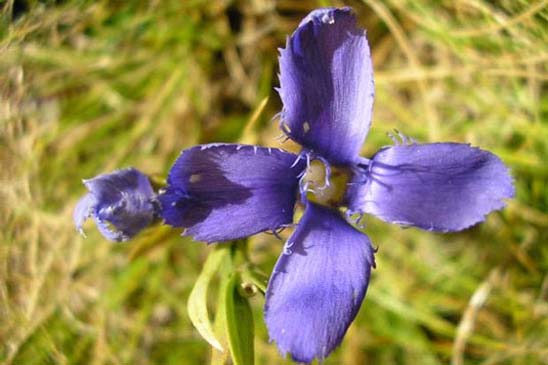 Gentiane ciliée - Gentianopsis ciliata 